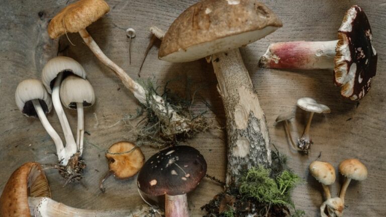 Are Mushrooms Vegan?