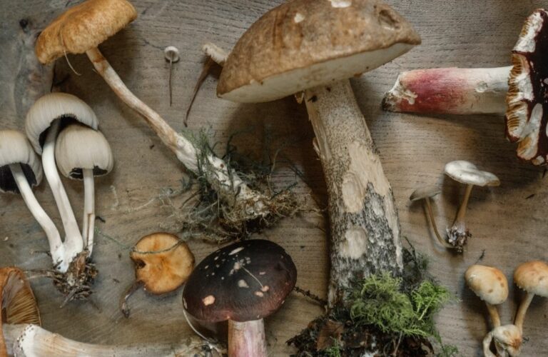 Mushrooms Vegan