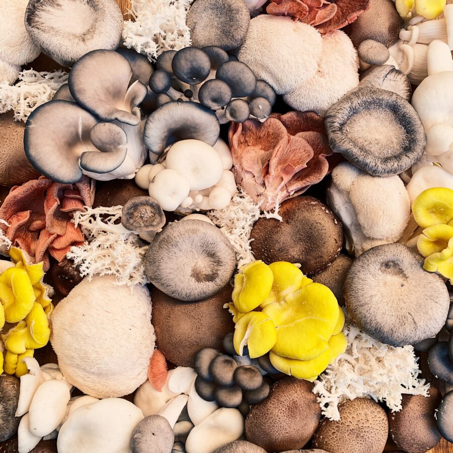Mushrooms Vegan-03