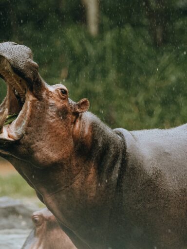 Are hippos vegetarian