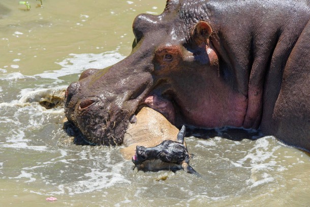 are hippos vegetarian