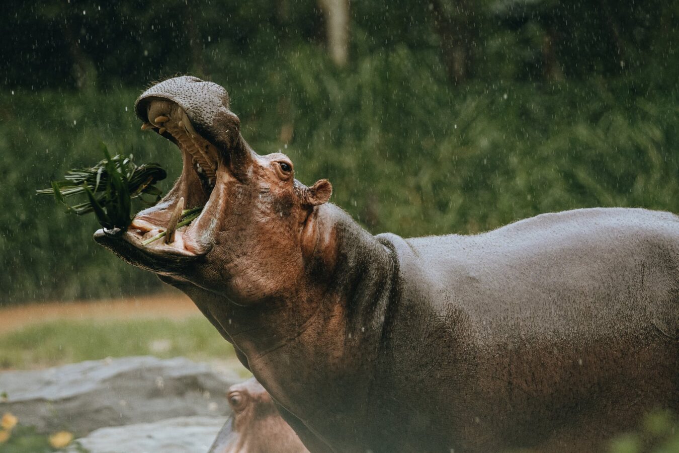 Are hippos vegetarian