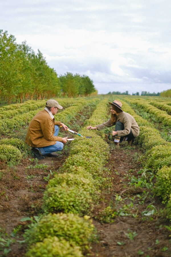 How to start a vegetable business