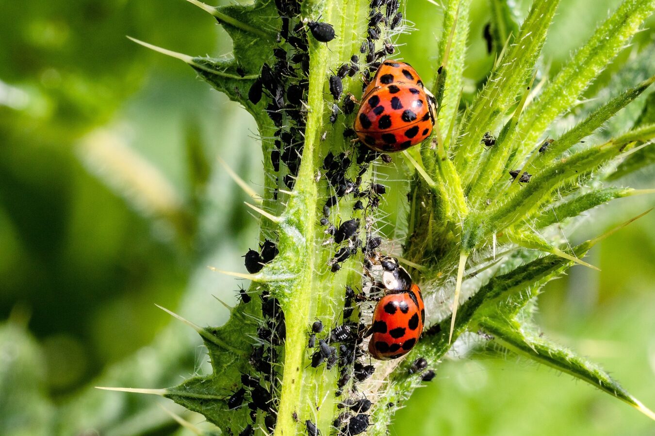 How do vegans deal with pest?