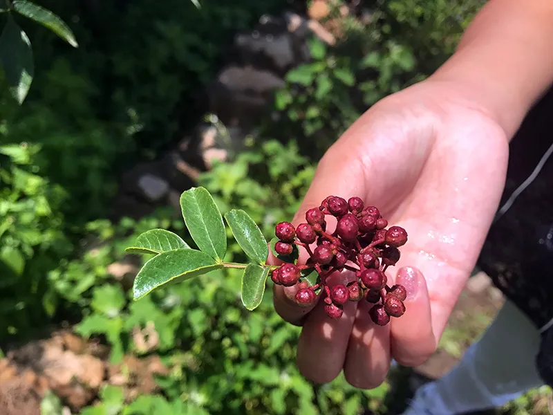 What are Sichuan peppercorns?