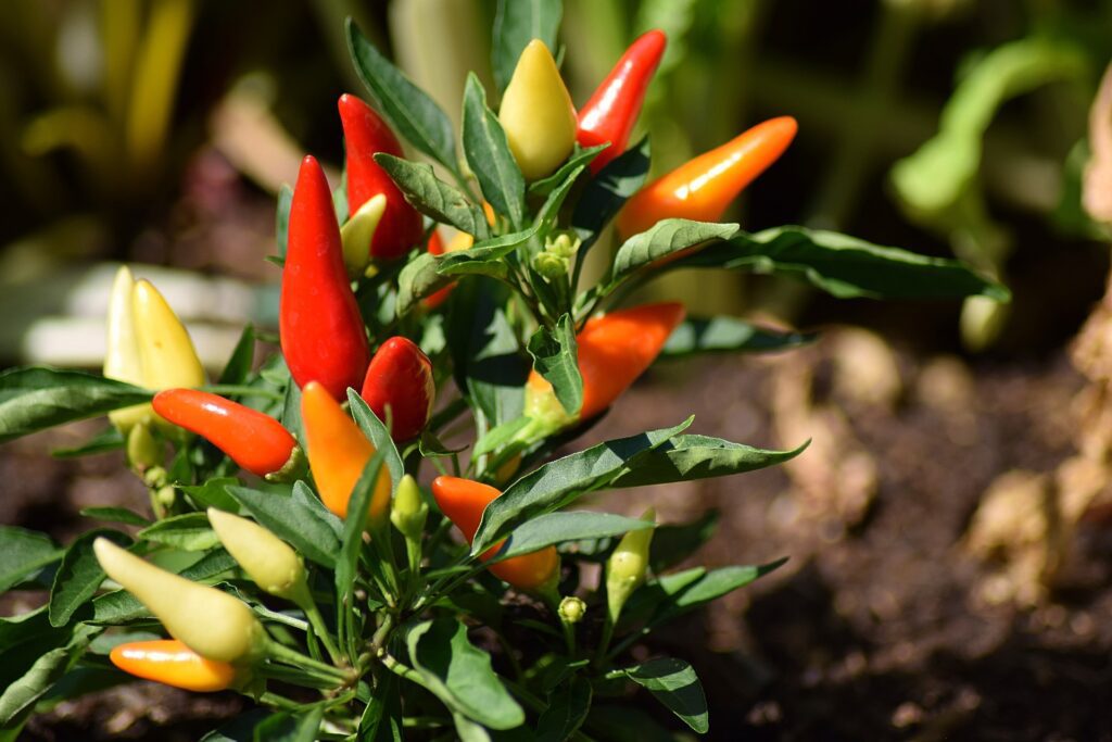 how to grow peppers indoors 