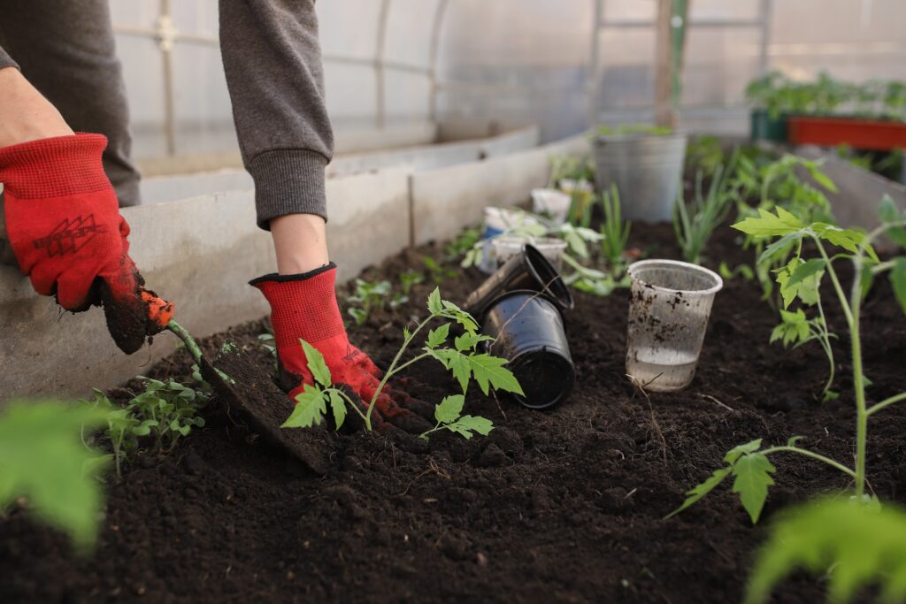 How to grow tomatoes indoors?