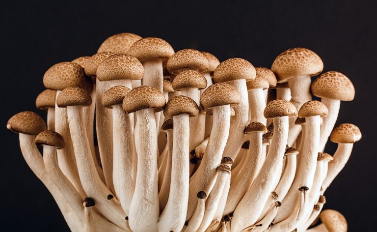 Mushroom Dehydrator: Best Mushroom Dehydrators of 2023